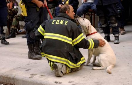 Собаки-герої, що рятували людей після терактів 11 вересня