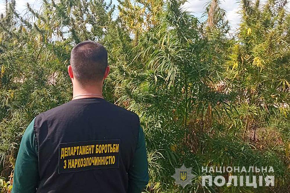 У Київській області поліція знайшла плантацію конопель на 20 млн гривень