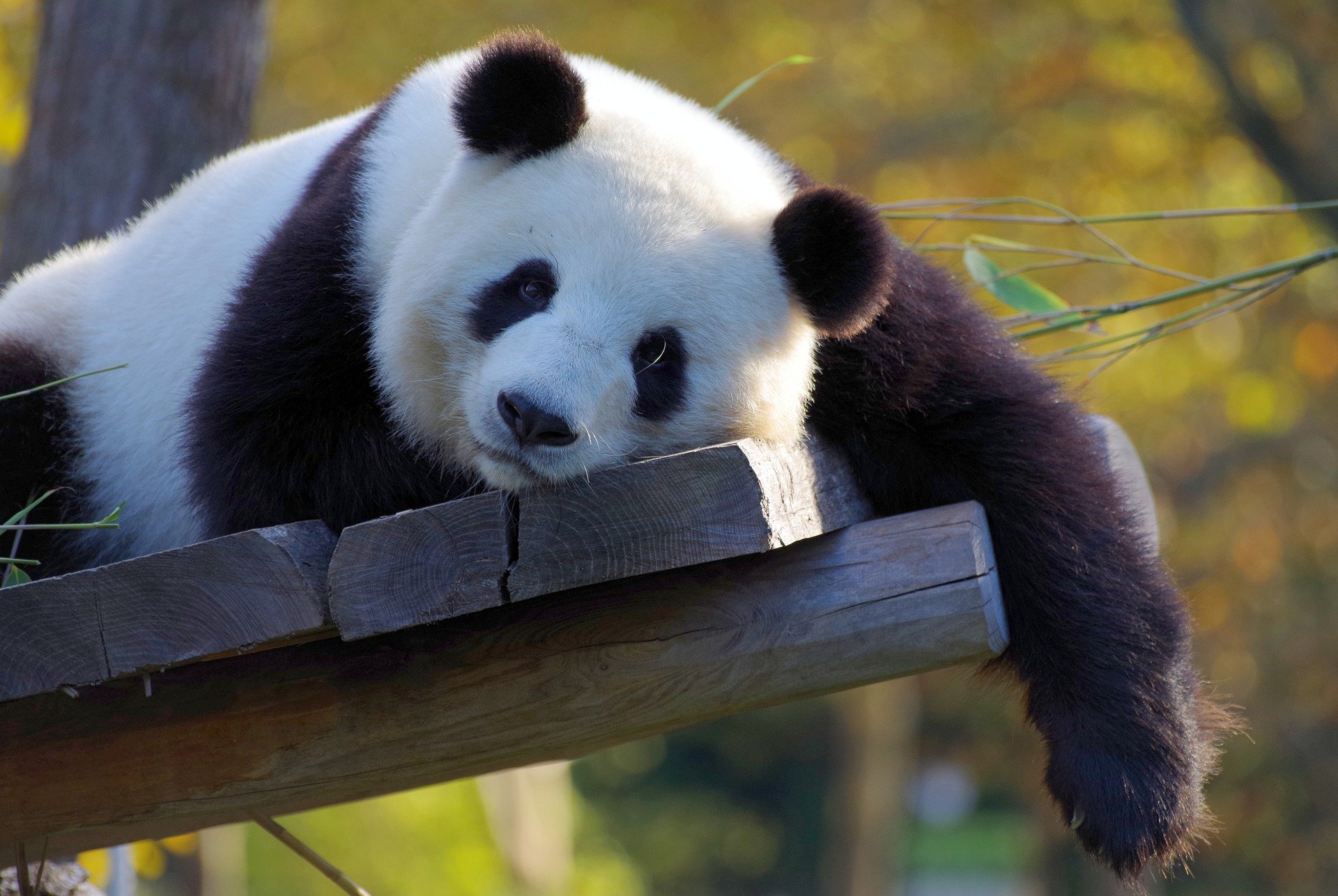 В Мадриде в зоопарке родились панды-близнецы (видео)