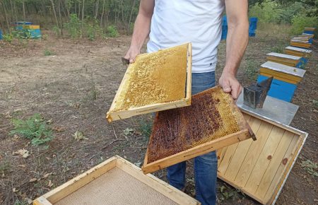 Наші основні медоноси — соняшник та акація: на Луганщині переселенець створив сімейний кооператив та продає мед