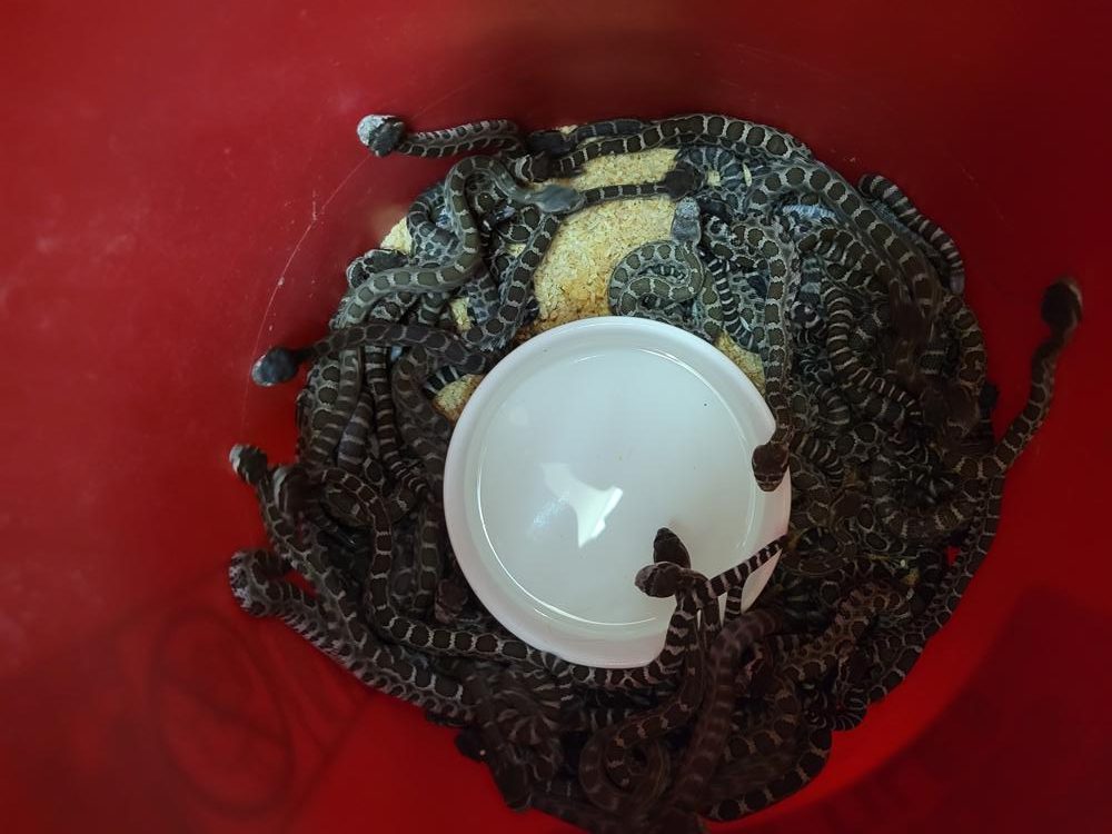 У США під будинком виявили понад 90 гремучих змій (ФОТО)