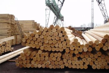 До мораторію на вивезення лісу-кругляка, не ЄС, а Китай активно закуповував у нас деревину — Єднак