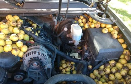 У США чоловік виявив під капотом свого авто понад 100 кг горіхів, які білка ховала там на зиму