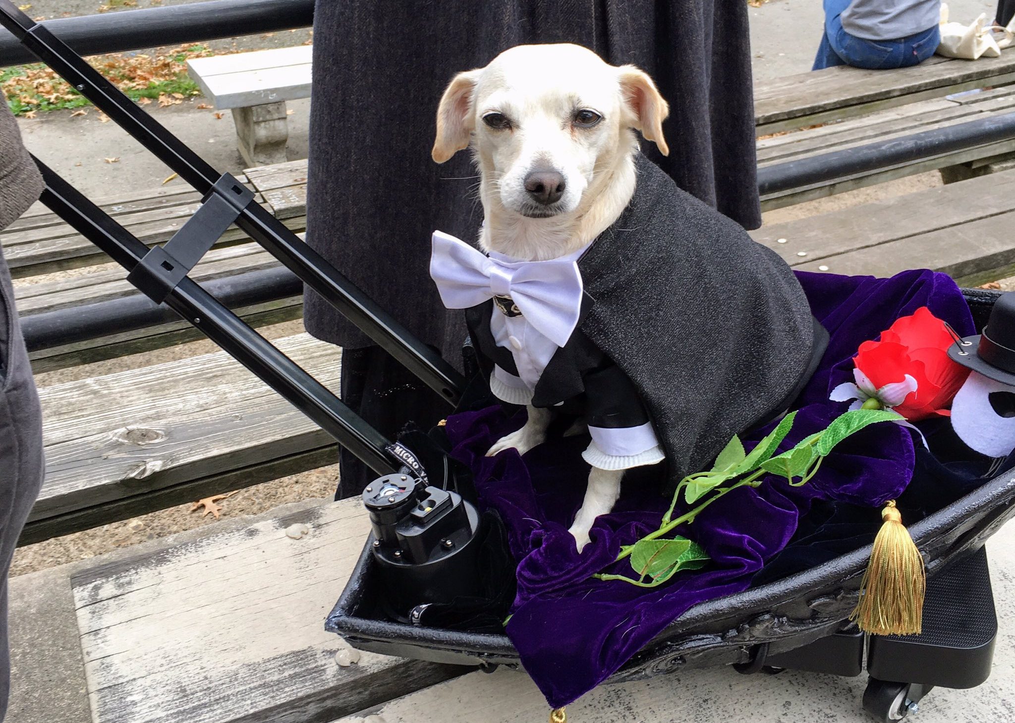 Персонажі з «Гри в кальмара», кукурудза та хот-дог: геловінський парад собак у Нью-Йорку (ФОТО)
