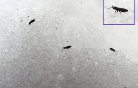 Комахи у снігу з літаків, розпилення коронавірусу та інші фейки з життя прихильників теорій змов