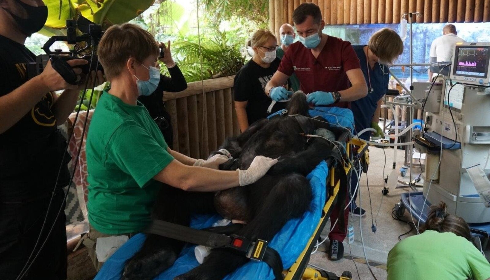 В Таллиннском зоопарке шимпанзе вакцинируют от COVID-19 — это единственный случай в зоопарках Европы