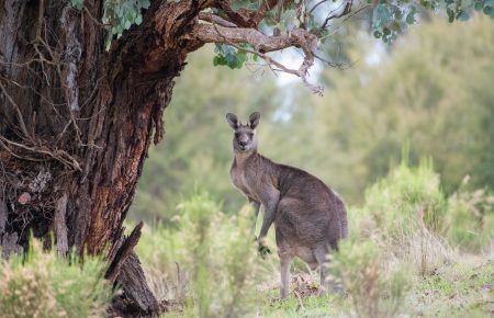 Двох 17-річних хлопців в Австралії звинувачують у вбивстві 14 кенгуру: спасти вдалося лише одне кенгуреня