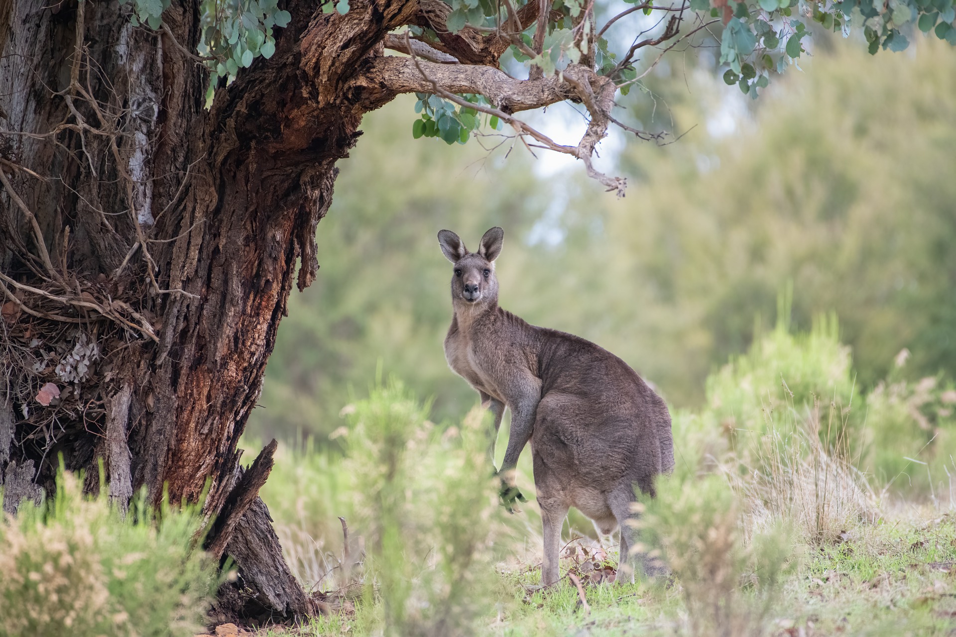 Двох 17-річних хлопців в Австралії звинувачують у вбивстві 14 кенгуру: спасти вдалося лише одне кенгуреня