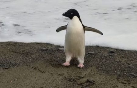 До Нової Зеландії доплив пінгвін: він подолав три тисячі кілометрів