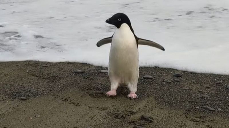 До Нової Зеландії доплив пінгвін: він подолав три тисячі кілометрів