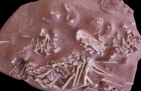 Палеонтологи обнаружили останки динозавра, не имевшего зубов: неизвестный ранее вид жил около 70 млн лет назад