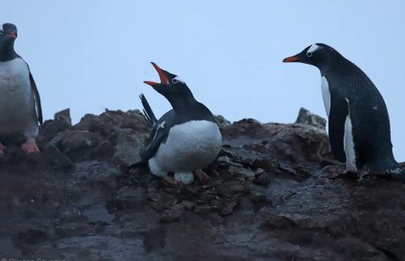 Біля «Вернадського» у пінгвінів з'явилося перше яйце, дитинчат чекають на початку грудня — НАНЦ