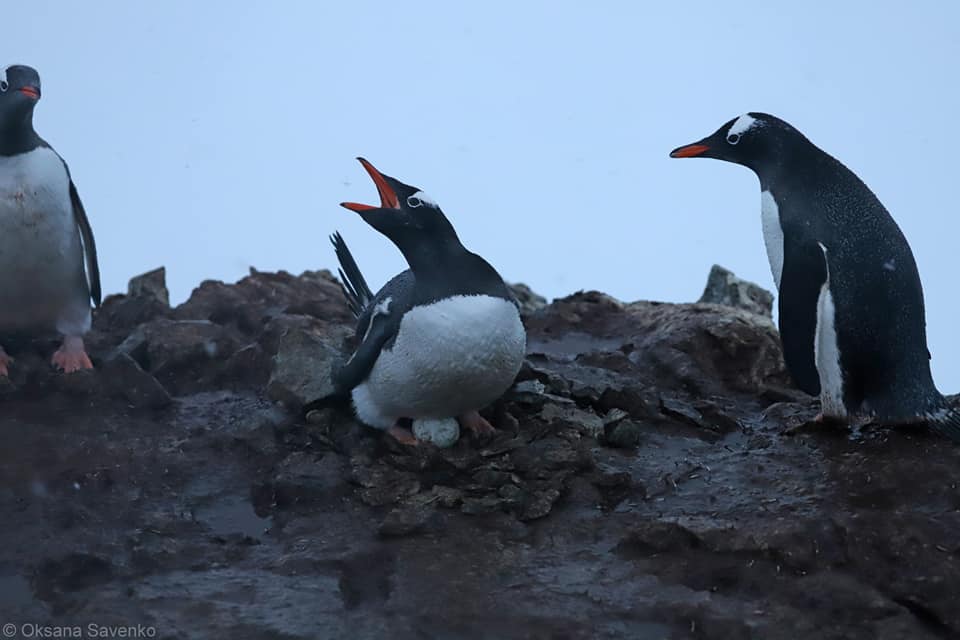 Біля «Вернадського» у пінгвінів з'явилося перше яйце, дитинчат чекають на початку грудня — НАНЦ