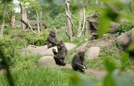 У зоопарку Бляйдорп 5 левів та 7 горил захворіли на COVID-19