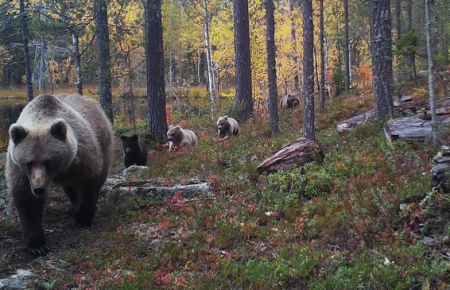 В Финляндии во время охотничьего сезона убили рекордное число медведей