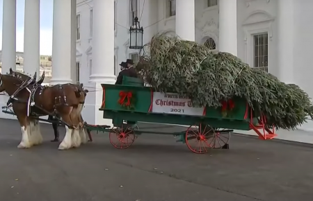 До Білого дому привезли на візку різдвяну ялинку