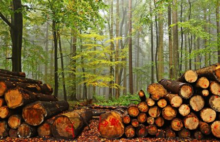 Понад сотня світових лідерів домовилися припинити вирубку лісів до 2030 року