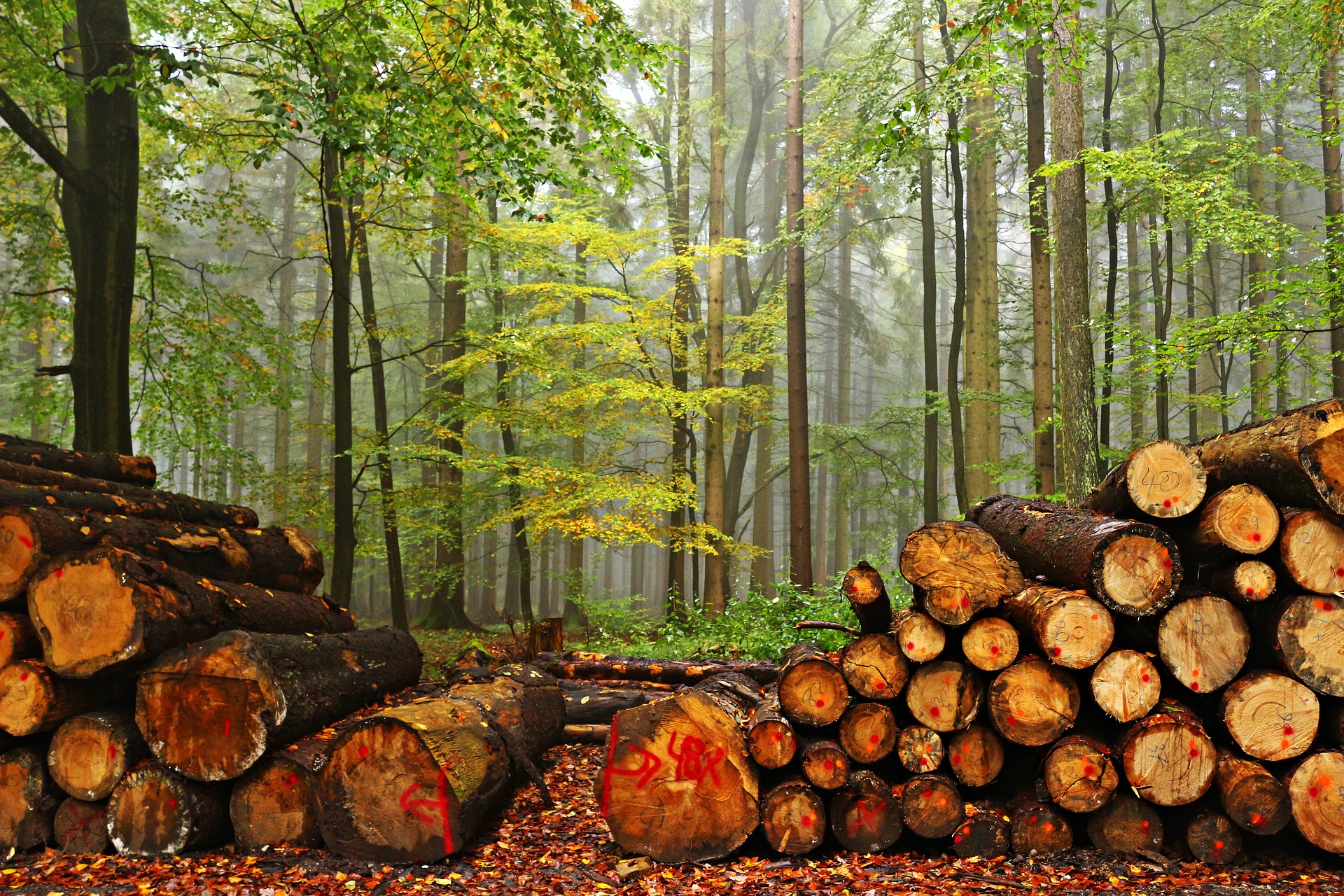 Более сотни мировых лидеров договорились прекратить вырубку лесов до 2030 года