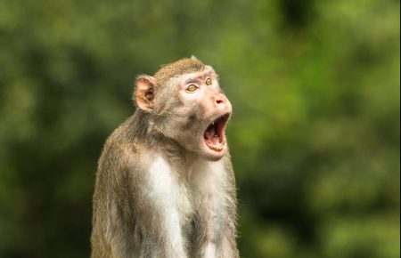 «Ой!» або мавпа, якій щось тисне — найсмішніше фото дикої природи 2021