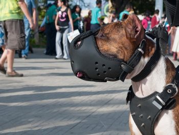 У власників та власниць собак небезпечних порід є рік на отримання документів та страхового поліса — Юрченко