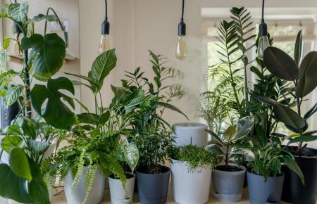 Вазоны дома: для начинающих подойдут вечнозеленые растения