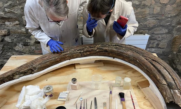 У Британії арехологи знайшли рештки пʼятьох мамонтів льодовикового періоду