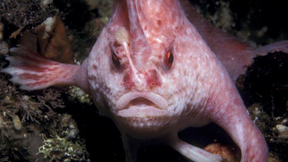 Уперше за 22 роки вчені побачили біля Тасманії рідкісну рожеву рибу, що «ходить» за допомогою плавників-лапок