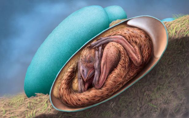 В окаменевшем яйце динозавра обнаружили эмбрион