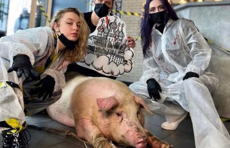 Тату на свині: Поліція відкрила справу за жорстоке поводження з тваринами