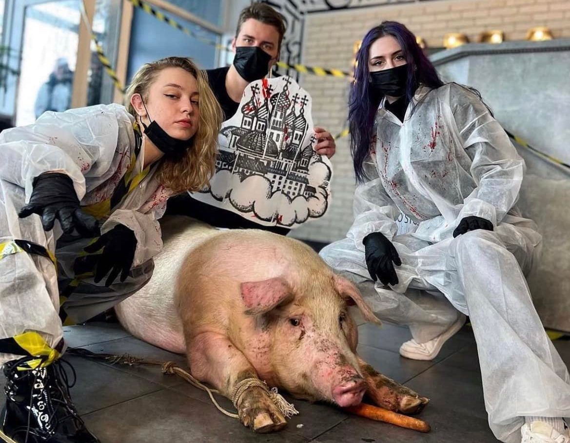 Тату на свині: Поліція відкрила справу за жорстоке поводження з тваринами