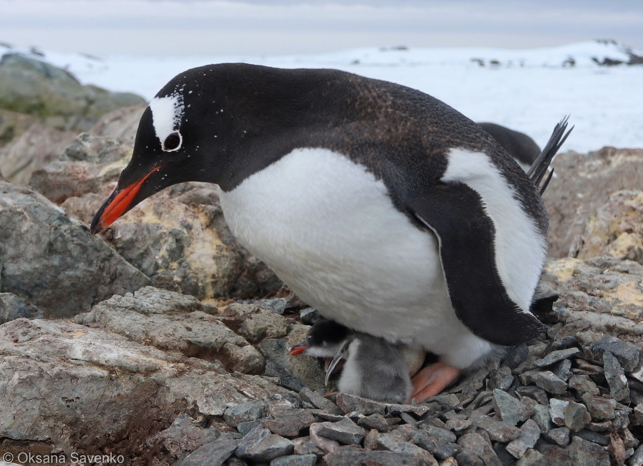 Біля «Вернадського» підростають новонароджені пінгвінята (ВІДЕО)