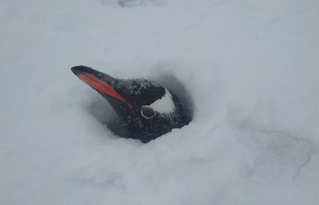 Снігом засипало гнізда пінгвінів: на «Вернадському» кажуть, що хвилюватися не варто (ФОТО)