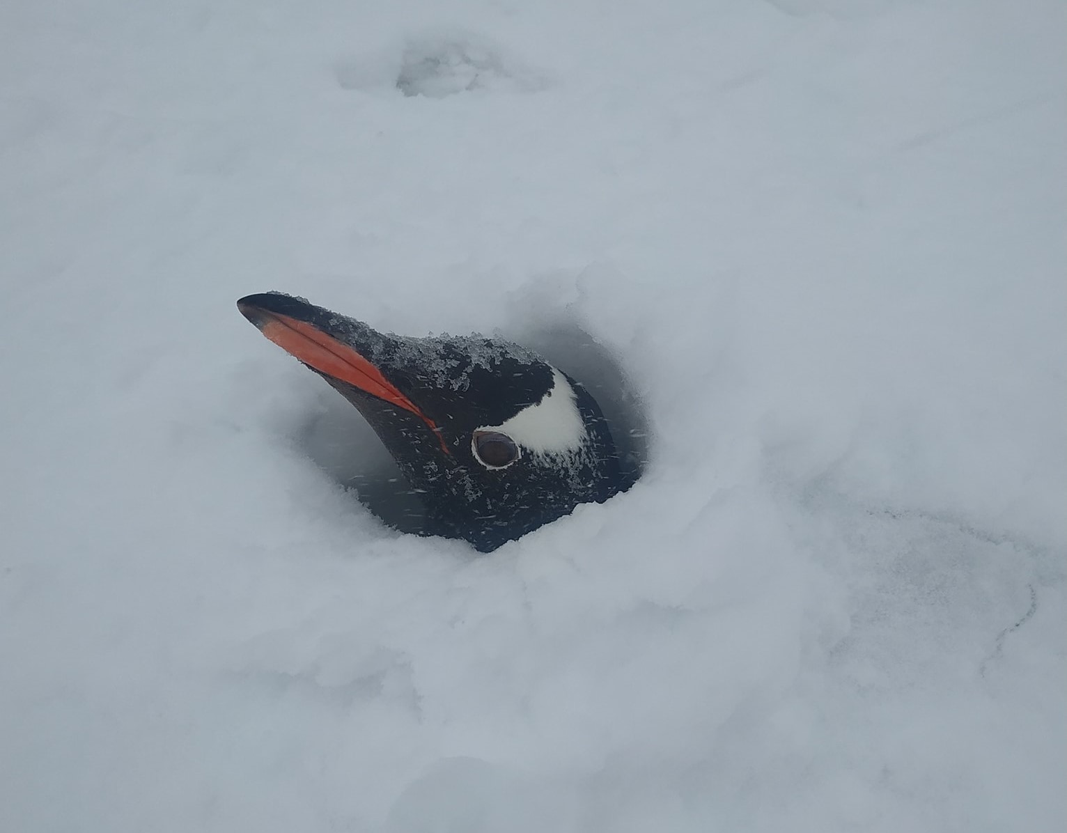 Снегом засыпало гнезда пингвинов: на «Вернадском» говорят, что волноваться не стоит (фото)