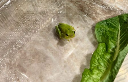 У США чоловік знайшов у коробці з салатом жабу і назвав її Тоні