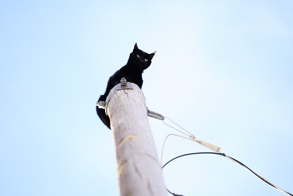 У Колорадо врятували кішку, яка декілька діб просиділа на верхівці 11-метрового стовпа (ВІДЕО)