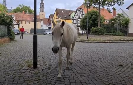 У Франкфурті вулицями міста гуляє кобила Дженні, — цим маршрутом з нею гуляв господар