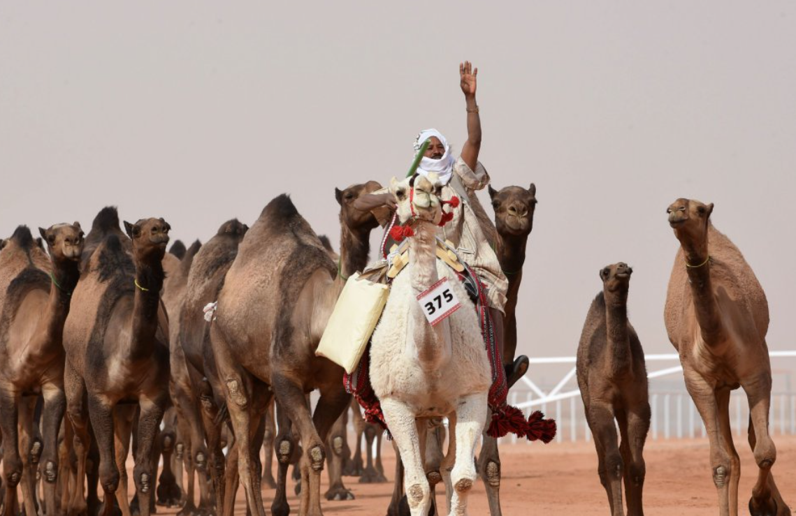 Понад 40 верблюдів зняли з конкурсу краси у Саудівській Аравії через ботокс