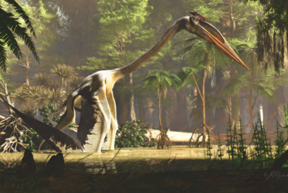 Ученые выяснили, как поднималась в воздух крупнейшая рептилия на Земле — птерозавр Кетцалькоатль (фото)