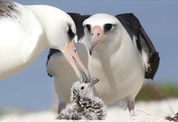 Альбатроси почали частіше розлучатися через зміну клімату — орнітологиня