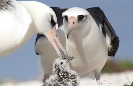 Альбатроси почали частіше розлучатися через зміну клімату — орнітологиня