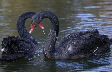 Черные лебеди на озере в Киеве — беглецы из частного пруда — орнитолог