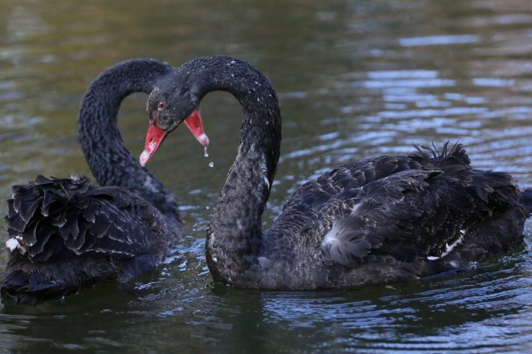 Чорні лебеді на озері в Києві — втікачі з приватного ставу — орнітологиня