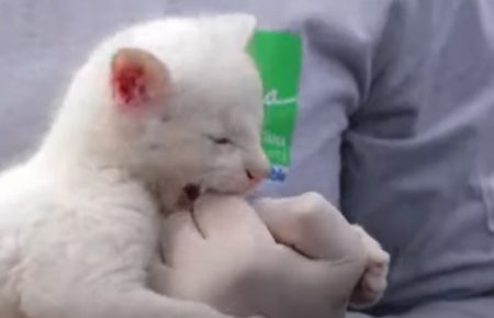 В Колумбии спасли альбиноса редкого вида кошачьих (видео)