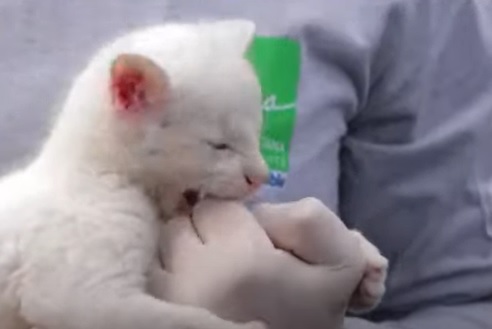 В Колумбии спасли альбиноса редкого вида кошачьих (видео)