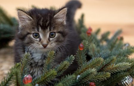 Как сделать, чтобы новогодние елки не навредили домашним питомцам — советы ветеринара