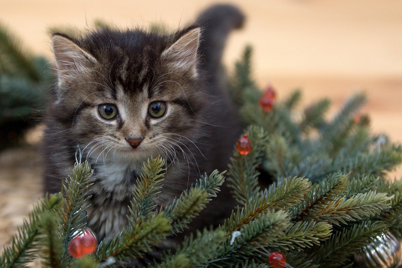 Как сделать, чтобы новогодние елки не навредили домашним питомцам — советы ветеринара
