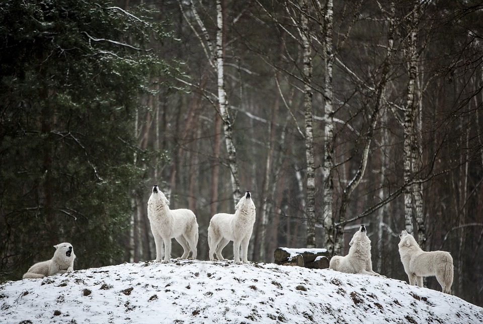 У швейцарські Альпи повернулися вовки: фермери та їхні діти налякані