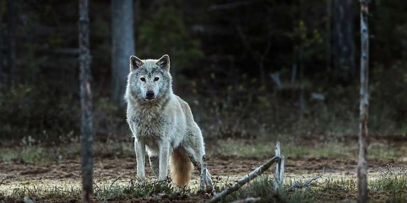 Популяція норвезького вовка зникла остаточно — дослідження
