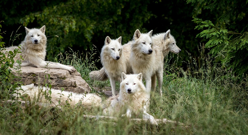 У Франції закрили зоопарк, де з вольєра втекла зграя вовків
