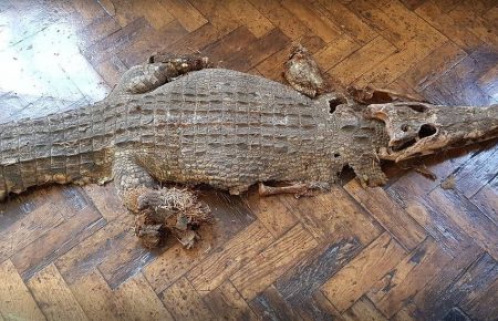 В Уэльсе нашли останки крокодила под полом в школе (фото)